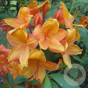 Azalea (KH) 'Golden Eagle' 40 cm 5,0L