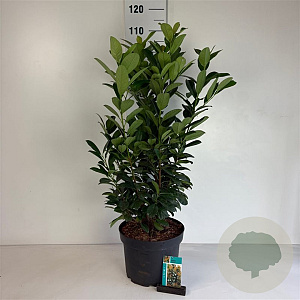 Prunus l. Bonaparte 80-100 cm 10L