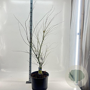 Acer pal. 'Aoyagi' 125-150 cm 35L
