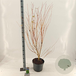 Acer pal. 'Bi-hoo' 80-100 cm 10L