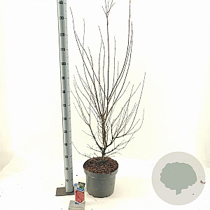 Acer pal. 'Jerre Schwartz' 70-80 cm 10L