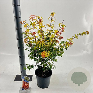 Acer pal. 'Katsura' 40-50 cm 3,0L