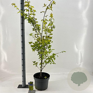 Acer pal. 'Summer Gold' 80-100 cm 10L