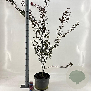 Acer pal. 'Trompenburg' 60-70 cm 10L
