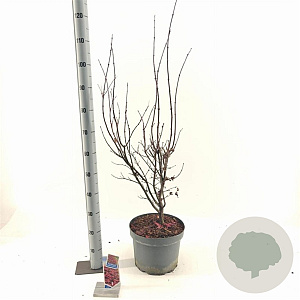 Acer pal. 'Twombly's Red Sentinel' 80-100 cm 10L