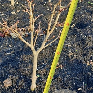 Acer shirasawanum 'Aureum' 30-40 cm met kluit