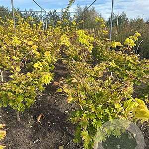 Acer shirasawanum 'Aureum' 40-50 cm met kluit