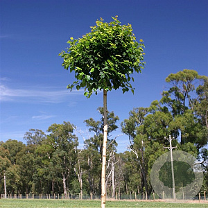 Betula p. Magical Globe 125 cm stam 7,5L