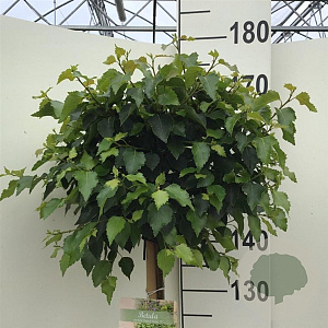 Betula p. Magical Globe 150 cm stam 10L