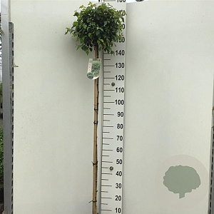 Betula p. Magical Globe 150 cm stam 10L