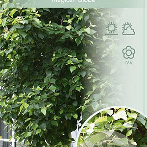 Betula p. Magical Globe 150 cm stam 10L