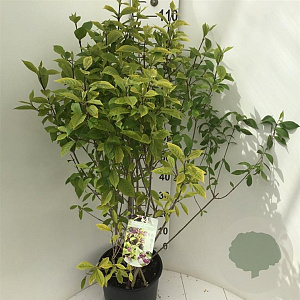 Callicarpa bod. 'Autumn Glory' 100-125 cm 15L