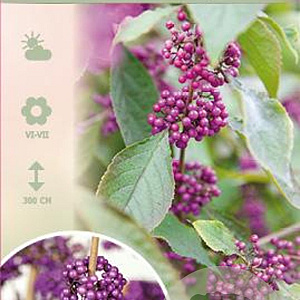 Callicarpa bod. 'Autumn Glory' 90 cm stam 7,5L