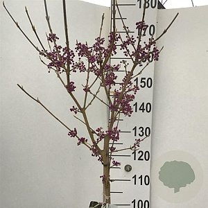 Callicarpa bod. 'Autumn Glory' 120 cm stam 10L