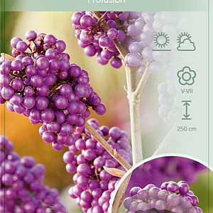 Callicarpa bod. 'Profusion' 90 cm stam 7,5L