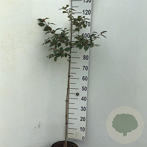 Callicarpa bod. 'Profusion' 90 cm stam 7,5L