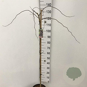 Cercis can. 'Ruby Falls' 120 cm stam 10L