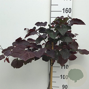 Cercis can. 'Ruby Falls' 120 cm stam 10L