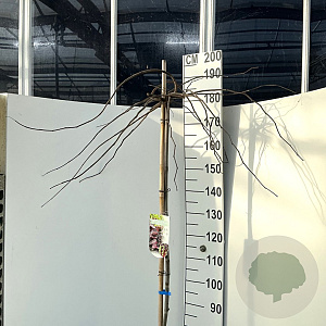 Cercis can. 'Ruby Falls' 180 cm stam 10L