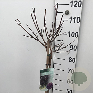 Cotinus cog. 'Royal Purple' 60 cm stam 7,5L