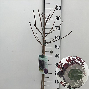 Cotinus cog. 'Royal Purple' 60 cm stam 7,5L