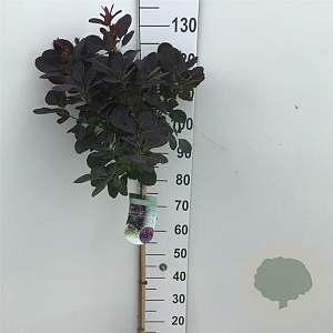 Cotinus cog. 'Royal Purple' 80 cm stam 7,5L