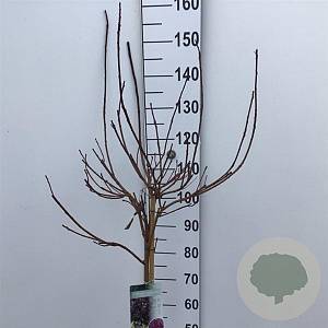 Cotinus 'Grace' 90 cm stam 7,5L
