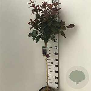 Cotinus 'Grace' 90 cm stam 7,5L