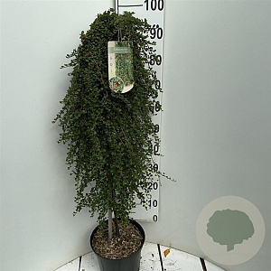 Cotoneaster pr. 'Queen of Carpets' 90 cm stam 7,5L