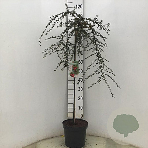 Cotoneaster suec. 'Coral Beauty' 90 cm stam 10L