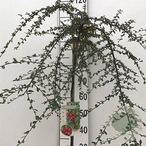 Cotoneaster suec. 'Coral Beauty' 90 cm stam 10L