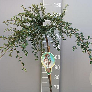 Cotoneaster suec. 'Coral Beauty' 120 cm stam 7,5L