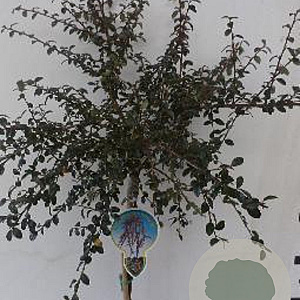 Cotoneaster suec. 'Coral Beauty' 120 cm stam 7,5L