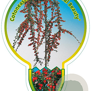 Cotoneaster suec. 'Coral Beauty' 120 cm stam 7,5L