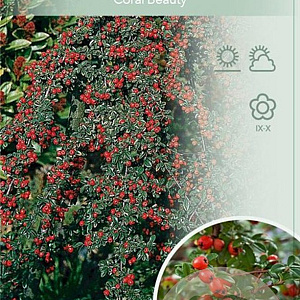 Cotoneaster suec. 'Coral Beauty' 120 cm stam 10L