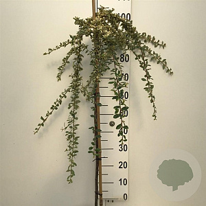 Cotoneaster suec. 'Juliette' 90 cm stam 7,5L