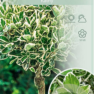 Euonymus jap. 'Kathy' 90 cm stam 7,5L