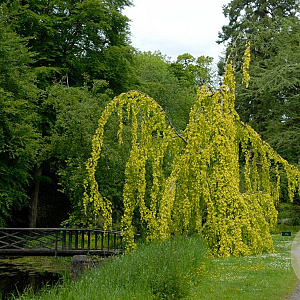 Fagus syl. 'Aurea Pendula' 80-100 cm met kluit