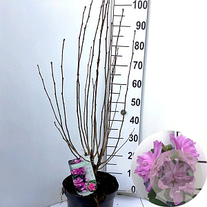 Hibiscus syr. 'Ardens' 80-90 cm 10L