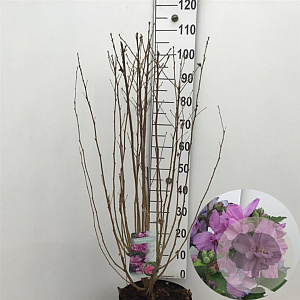 Hibiscus syr. 'Ardens' 80-100 cm 7,5L