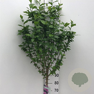 Hibiscus syr. 'Ardens' 90 cm stam 10L