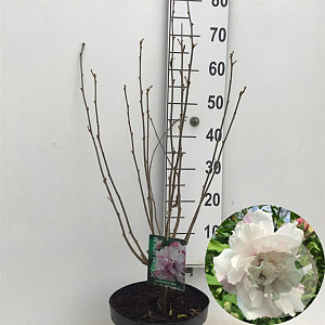 Hibiscus syr. French Cabaret Pastel 60-80 cm 7,5L