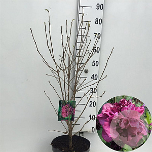 Hibiscus syr. French Cabaret Red 60-80 cm 7,5L