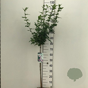 Hibiscus syr. 'Hamabo' 90 cm stam 10L