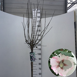 Hibiscus syr. 'Hamabo' 120 cm stam 10L