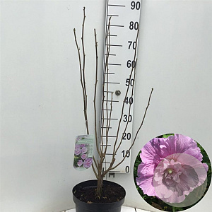 Hibiscus syr. Lavender Chiffon 50-60 cm 7,5L