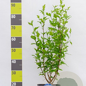 Hibiscus syr. Lavender Chiffon 60-80 cm 7,5L