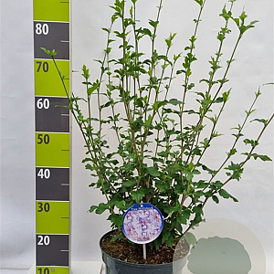 Hibiscus syr. Lavender Chiffon 60-80 cm 7,5L