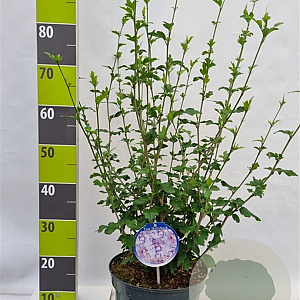 Hibiscus syr. Lavender Chiffon 60-80 cm 7,5L