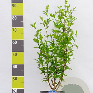 Hibiscus syr. Lavender Chiffon 60-80 cm 7,5L